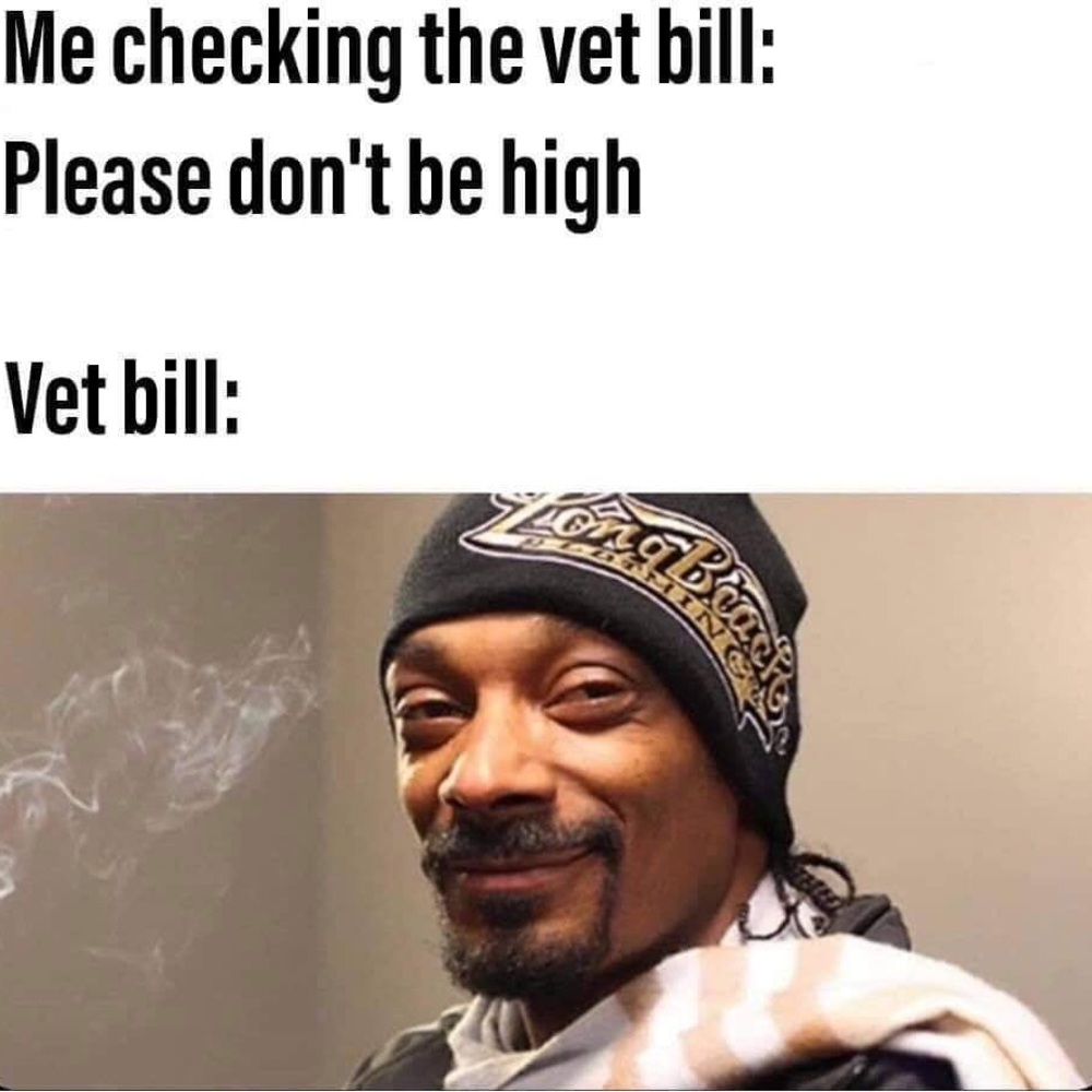 WILL ACCEPT REASONABLE OFFERS… VET BILLS, AMIRITE? 😼💕